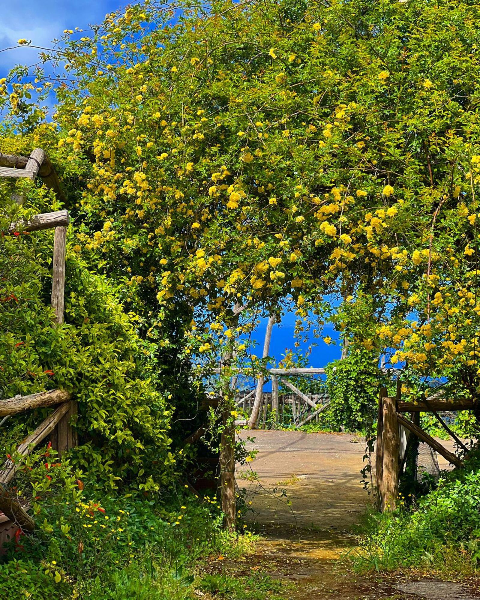 Вилла Agriturismo Le Grottelle Сант-Агата-суи-Дуэ-Гольфи Экстерьер фото